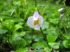 Mazus