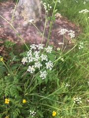Anthriscus sylvestris