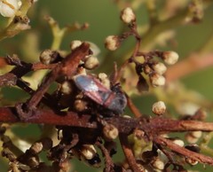 Oxycarenus annulipes