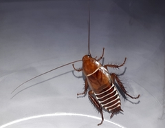 Temnopteryx phalerata
