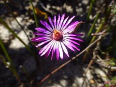 Lampranthus spiniformis