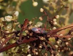 Oxycarenus annulipes