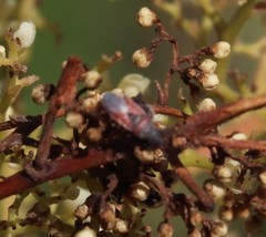 Oxycarenus annulipes