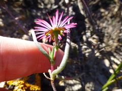 Lampranthus spiniformis