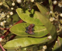 Oxycarenus annulipes