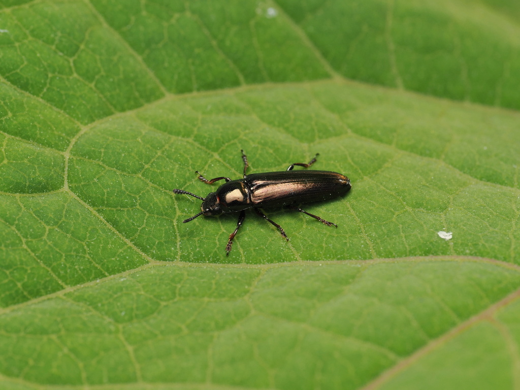 Languriomorpha lewisi