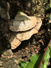 Fungi
