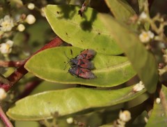 Oxycarenus annulipes
