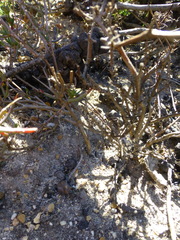 Lampranthus spiniformis