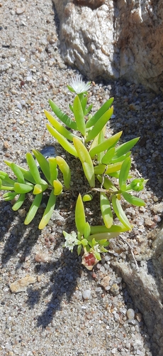 Foto de Uva-do-mar