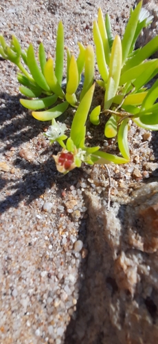 Foto de Uva-do-mar