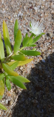 Foto de Uva-do-mar