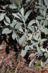 Lupinus cumulicola
