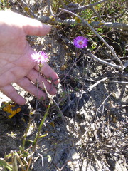 Lampranthus spiniformis