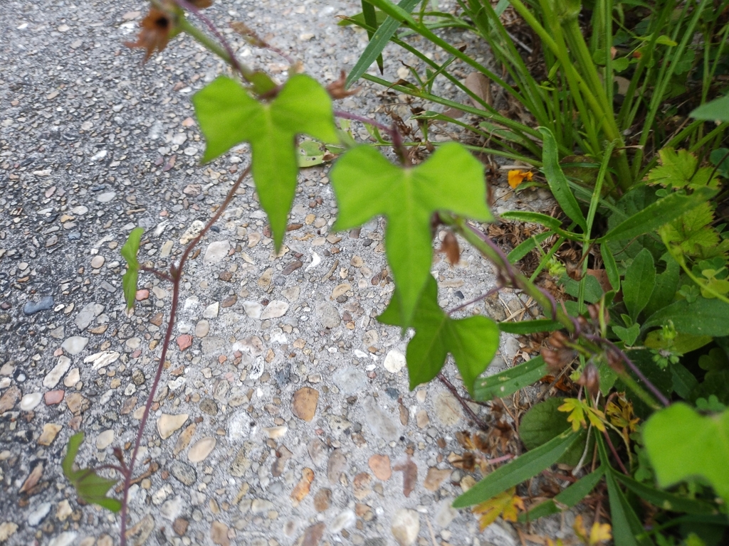 Foto de Sete-léguas