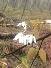 Amelanchier laevis