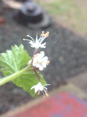 Tiarella stolonifera