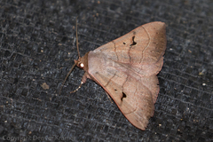 Panopoda