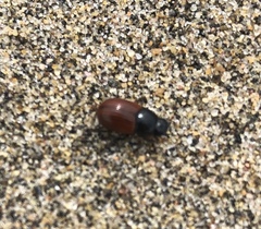 Aphodius pedellus
