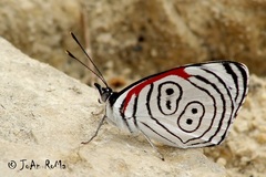 Diaethria anna