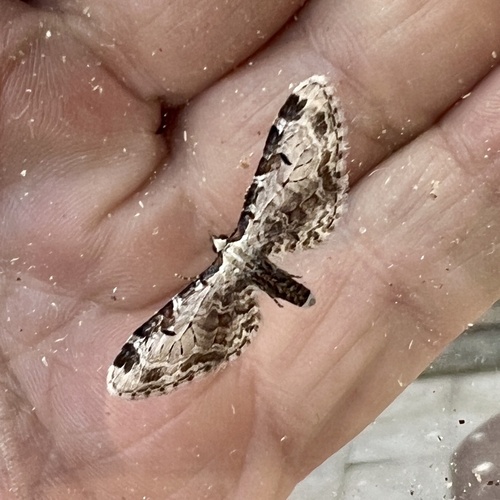 Eupithecia nevadata photo 5