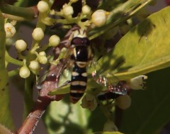 Ischiodon aegyptius