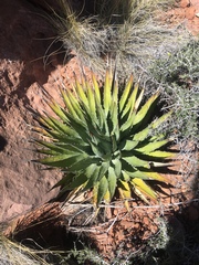 Agave utahensis kaibabensis