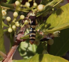 Ischiodon aegyptius