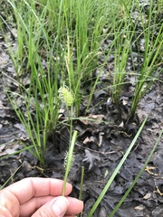 Carex bullata