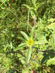 Pallenis spinosa