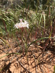 Allium macropetalum