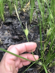 Carex vestita