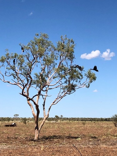 Red-tailed Black Cockatoo