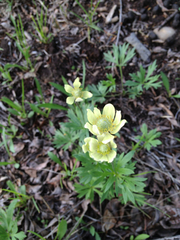 Anemonastrum zephyrum