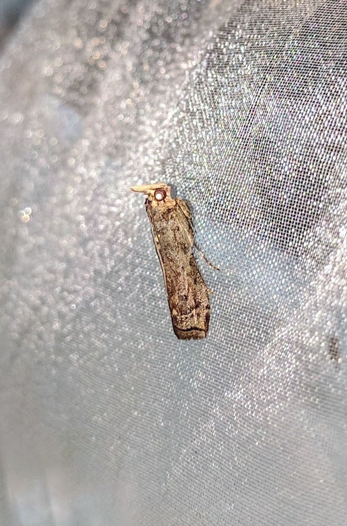 Odontarthria