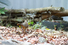 Bambusicola sonorivox