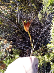 Willdenowia incurvata