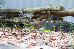 Bambusicola sonorivox