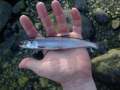 Thaleichthys pacificus