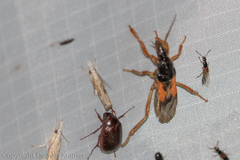 Cimicoidea