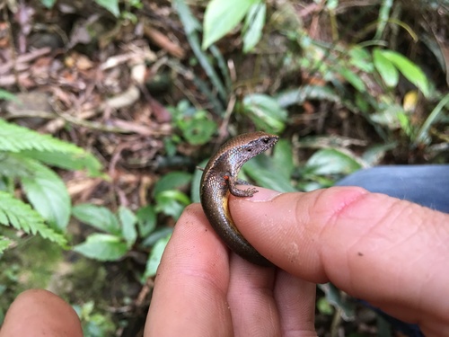 Beech Skink, Harrisoniascincus zia