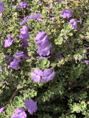 Leucophyllum langmaniae