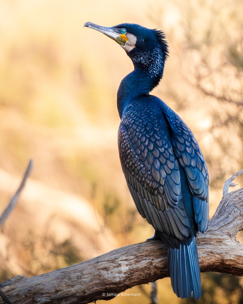 Typical Old World Cormorants