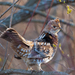 Ruffed Grouse - Photo (c) Wayne Fidler, some rights reserved (CC BY-NC), uploaded by Wayne Fidler