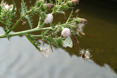 Pieris rapae crucivora