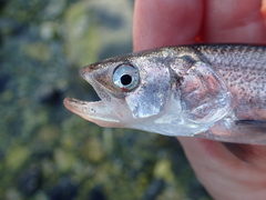 Thaleichthys pacificus