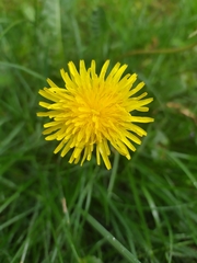 Taraxacum