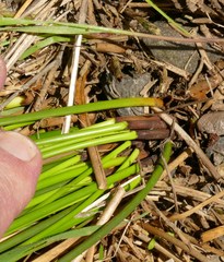 Juncus effusus pacificus