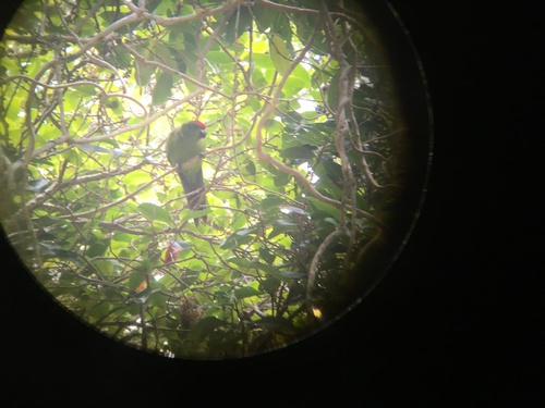 Norfolk Parakeet (Cyanoramphus cookii), photo 2