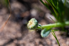 Othonna heterophylla